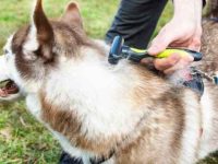 西伯利亚哈士奇用什么刷子梳理毛发比较好?