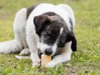 狗狗吃了一整条面包怎么办?面包对狗有害吗?