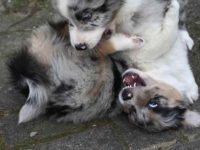 如何让澳大利亚牧羊犬冷静下来?六个实用方法让你轻松应对