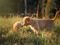 雄性贵宾犬与雌性贵宾犬有什么区别?看完再养不吃亏!
