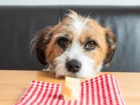 狗狗可以吃奶酪吗?狗狗经常吃奶酪会影响健康吗?