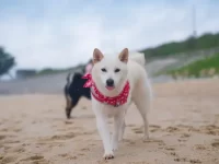 奶油柴犬要多少钱一只,有什么优点和缺点?