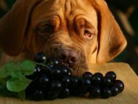 狗狗吃了葡萄怎么办,狗吃葡萄中毒初期是什么症状?