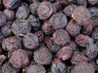 狗狗可以吃西梅干吗?西梅对狗有没有害?