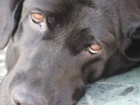 为什么狗狗身上有臭味?多半是这7个原因!