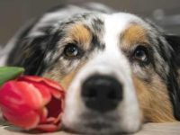 狗狗吃郁金香怎么办?会中毒吗?