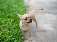 迷你杜宾犬通常能活多久?迷你杜宾犬的常见5种疾病