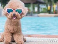 最怕热的狗狗有哪些品种?赶紧给它们降温吧!