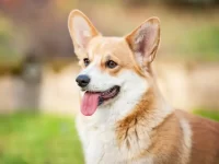 彭布罗克威尔士柯基犬的历史由来与形态特点