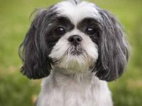 西施犬掉毛厉害吗?什么季节掉毛最严重