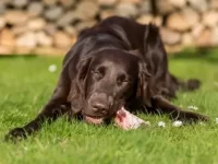 狗狗为什么会埋骨头?我该如何阻止它?