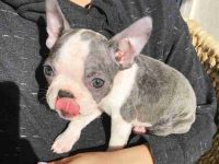 蓝色波士顿梗要多少钱一只,有什么优缺点?