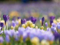 狗狗吃了番红花怎么办?番红花有毒吗?