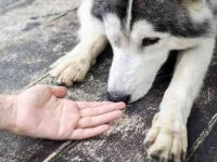 如何判断你的狗是否“真心爱你”,看它有没有这几种表现就知道了