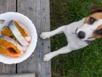 狗狗可以吃鲑鱼吗?有什么营养价值