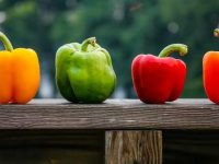 狗狗可以吃青椒吗?吃了会生病吗?