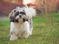 西施犬可以住在外面吗?(西施犬在冬季怕冷吗?)