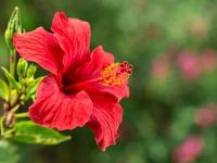 狗狗吃了芙蓉花怎么办?会中毒吗?