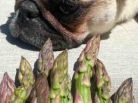 狗狗可以吃芦笋吗?有什么好处和坏处