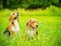 雄性比格犬与雌性比格犬重量有什么区别?