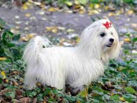 如何训练马尔济斯犬大小便?(狗狗定点上厕所教程)