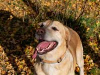 拉布拉多犬会对陌生人吠叫吗?