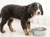 狗狗可以喝苏打水吗?宠主看完不要再踩雷啦