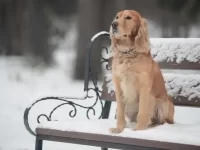 对狗狗来说有多冷才算太冷?该不该给狗穿衣服?