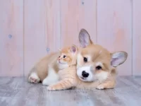 家里有柯基犬还能适合养猫吗?