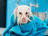 狗狗哆嗦发抖怎么回事?一般是这9个原因造成的!