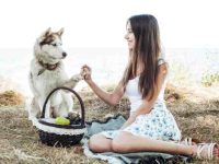 西伯利亚哈士奇适合新手初次饲养吗?