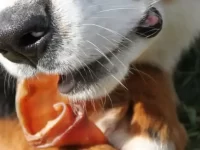 狗狗可以吃猪耳朵吗?营养物质有哪些?