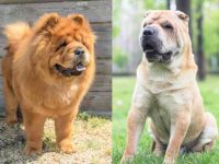 松狮犬和沙皮犬杂交要多少钱一只,有什么优点和缺点?