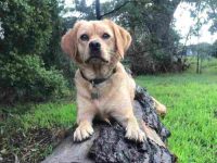 卡瓦多犬的起源和历史背景