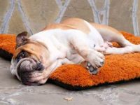 为什么你不应该在狗狗吃饭或睡觉时打扰它们