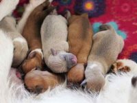 刚出生的小狗什么时候睁开眼睛?