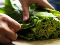 狗狗可以吃生菜吗?有什么好处和坏处