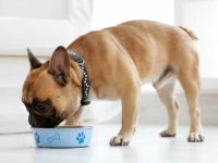 法斗耳朵臭臭的怎么办?如何清洁法国斗牛犬的耳朵