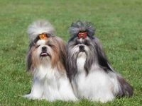 雄性西施犬与雌性西施犬有什么区别?