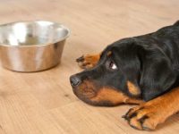 罗威纳犬可以吃生肉吗?对健康有什么好处