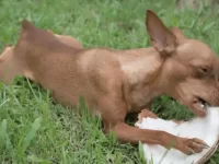 狗狗可以吃椰子吗?有什么好处和坏处