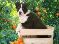 狗狗可以吃柑橘吗?每天可以吃多少?