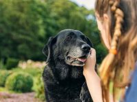 狗狗衰老的初期迹象有哪些?老年犬的常见健康问题