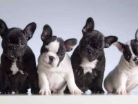 为什么狗狗喜欢趴在你的脚边?背后其实有8种含义!