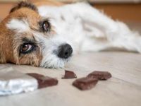 狗狗不小心吃了锡箔纸怎么办,锡箔有毒吗?