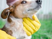 狗狗身上有蜱虫怎么办,如何安全地除掉它?