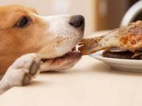 狗狗可以吃鱼吗?鱼类有哪些健康益处?