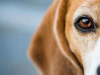 比格犬掉毛历害吗?比格犬掉毛最多是那个季节