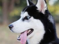 西伯利亚哈士奇掉毛历害吗?脱落的原因有哪些?