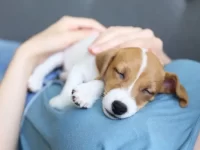 狗狗睡觉时呼吸急促正常吗?狗狗睡觉时喘气急促的原因